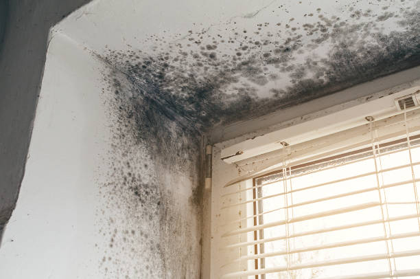 Affordable Attic Mold Remediation solutions in Hyndman, PA