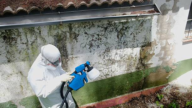 Top rated local Attic Mold Remediation specialists in Hyndman, PA